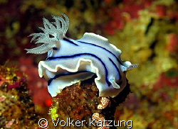 nudibranch by Volker Katzung 